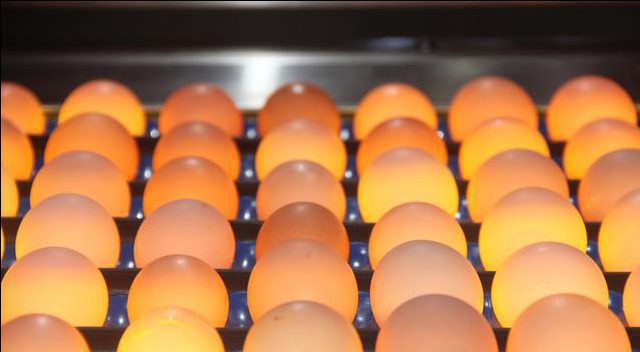 蛋与蛋制品加工技术合集-农科云