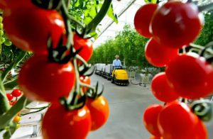 番茄产业化解决方案-农科云