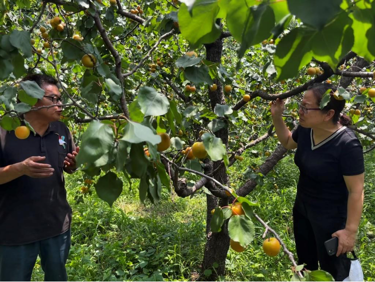 服务乡村振兴进行时|为北寨红杏产业发展插上科技的翅膀-农科云